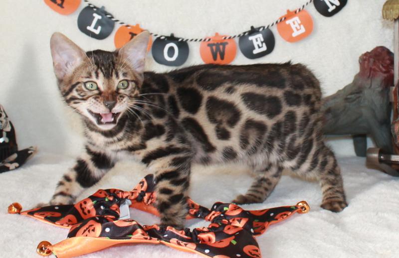 brown bengal kittens in san diego